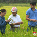 Đô Lương đưa nhiều giống lúa mới năng suất cao
