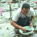 Các xã đẩy mạnh phong trào nuôi ốc bươu đen nâng cao thu nhập cho bà con nông dân.