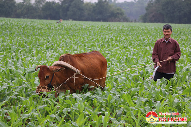 anh-2