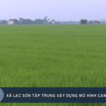 Xã Lạc Sơn  tập trung xây dựng mô hình cánh đồng mẫu lớn