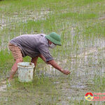 Tập trung diệt trừ ốc bươu vàng hại lúa hè Thu