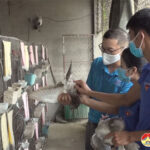 Bí thư chi đoàn xóm nuôi bồ câu cho thu nhập cao