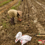 Đô Lương triển khai sản xuất vụ Đông năm 2021