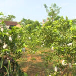 Hiệu quả từ mô hình Chi hội nghề nghiệp ở Nhân Sơn