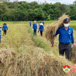 Đoàn viên Thanh niên Đô Lương: Tình nguyện thu hoạch lúa giúp dân giữa mùa dịch
