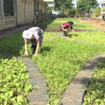 Các trường Mầm non khẩn trương khắc phục vườn rau sau mưa