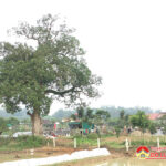 Phục dựng chùa Đồng Xuân