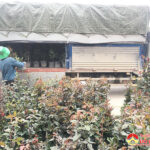 Nhộn nhịp thị trường hoa tết ở Đô Lương