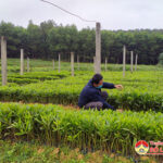 Đô Lương- Chuẩn bị 21 vạn cây giống trồng rừng vụ xuân năm 2022