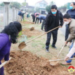 Nhân dân xóm 3 xã Đà Sơn trồng 80 cây bóng mát