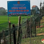 Hội Nông dân Đô Lương phấn đấu trồng 10.000 cây xanh