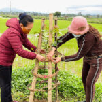 Hội phụ nữ Đô Lương phát động thực hiện “chương trình cây xanh”