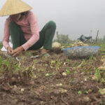 Bà con xã Trù Sơn thu hoạch hành tăm