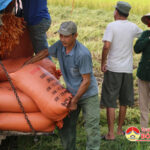 Đô Lương thu hoạch 10, 5 ha lúa ST 25