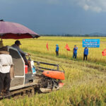 Đoàn xã Văn Sơn thu hoạch 1,4 mẫu lúa gây quỹ