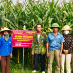 Thí nghiệm thành công chế phẩm VAL- A phòng trừ bệnh khô vằn hại ngô tại xã Trung Sơn