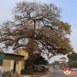 Cây bàng cổ gần 250 tuổi  kỳ vỹ nhất Đô Lương đang dần chết khô