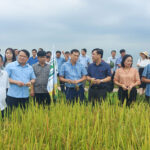 Đô Lương hội thảo Sử dụng phân bón hữu cơ trên cây lúa và cây chè