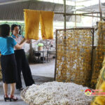 Hội LHPN xã Đặng Sơn ra mắt HTX trồng dâu nuôi tằm