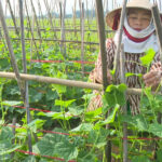 Nông dân xã Lưu Sơn đẩy mạnh sản xuất vụ đông năm 2024