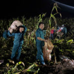 Xuyên đêm thu hoạch ngô trước khi lũ đổ về do các đập Thủy điện xả nước