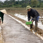 Nông dân xã Đô Lương tập trung xuống đồng sản xuất vụ xuân 2026.